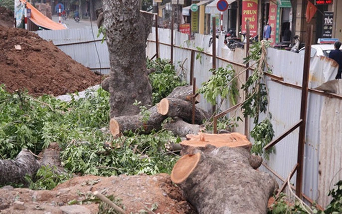 Dịch Vụ Chặt Cây, Cắt Cỏ và Thu Gom Rác Tại Quận Ba Đình