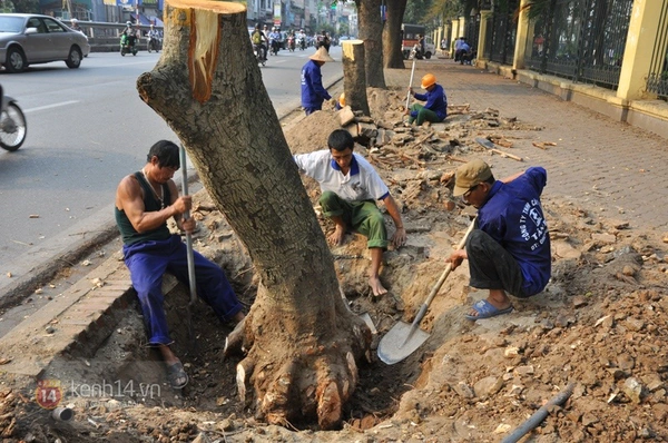 Dịch Vụ Chặt Cây, Cắt Cỏ và Thu Gom Rác Tại Quận Hà Đông