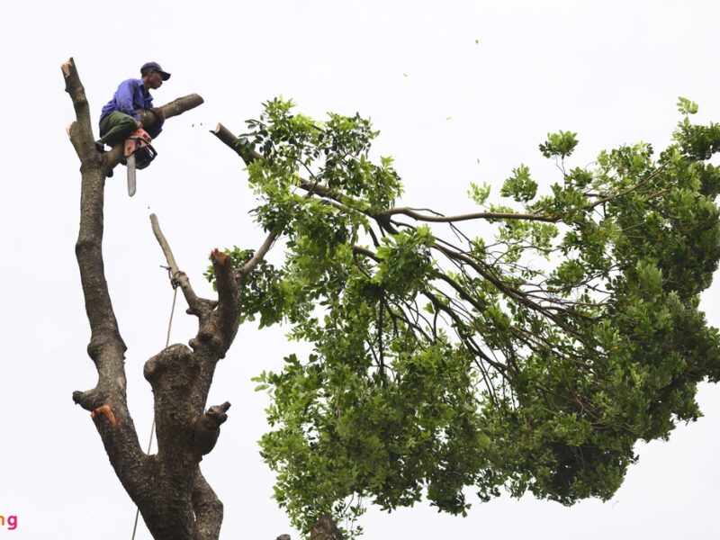 Dịch Vụ Chặt Cây, Cắt Cỏ và Thu Gom Rác Tại Quận Hai Bà Trưng