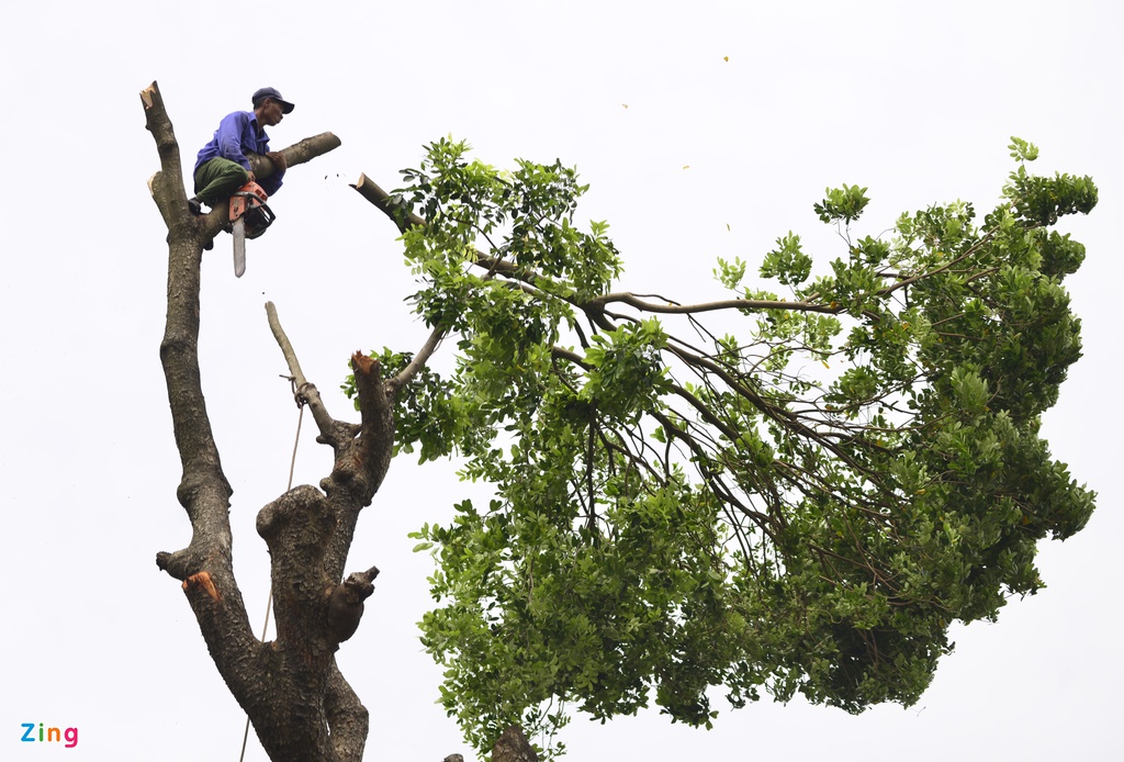 Dịch Vụ Chặt Cây, Cắt Cỏ và Thu Gom Rác Tại Quận Hai Bà Trưng