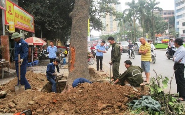 Dịch Vụ Chặt Cây, Cắt Cỏ, Cắt Cây Xanh và Thu Gom Rác Tại Quận Hoàng Mai