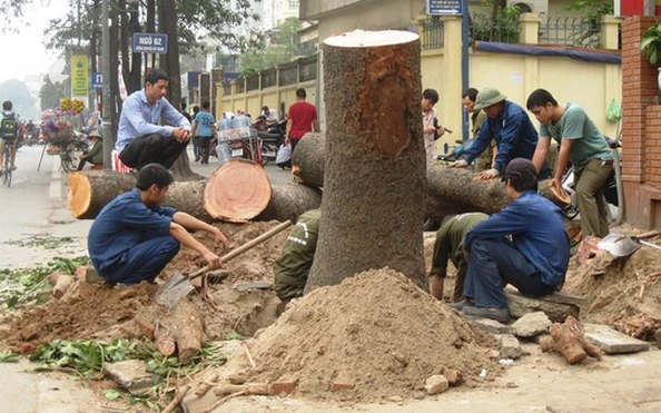 Dịch Vụ Chặt Cây, Cắt Cỏ, Cắt Cây Xanh và Thu Gom Rác Tại Quận Long Biên