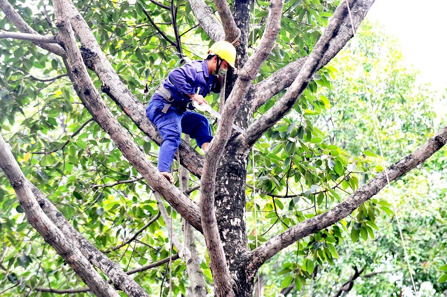 Dịch Vụ Chặt Cây, Cắt Cỏ, Cắt Cây Xanh Và Thu Gom Rác Tại Quận Nam Từ Liêm